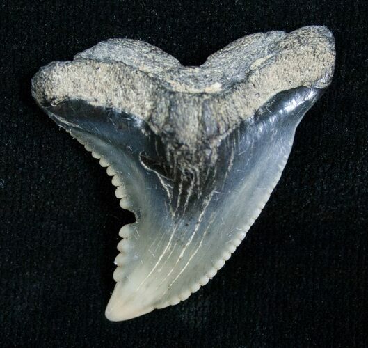 Hemipristis Shark Tooth Fossil - Virginia #4140
